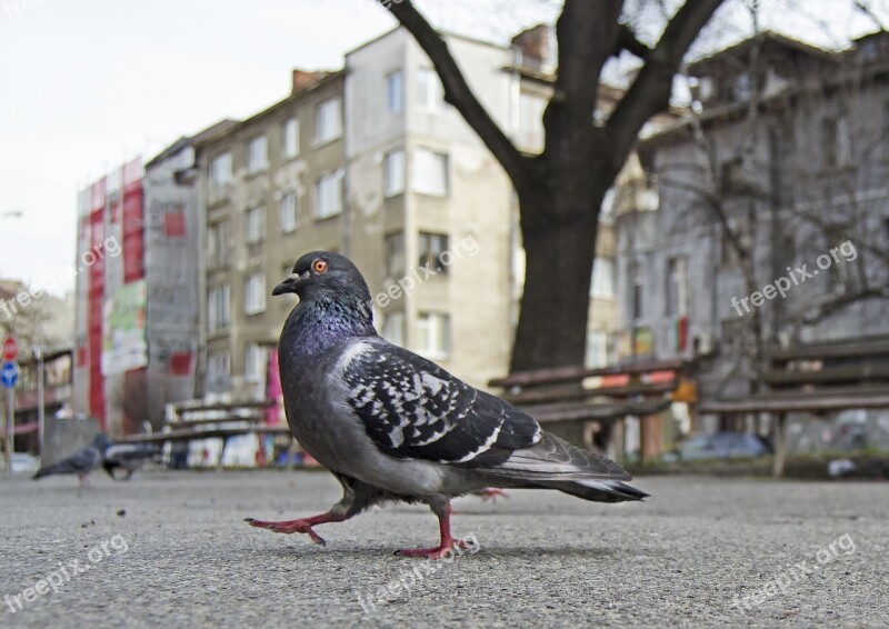 Pigeon Strutting Park Bench Architecture