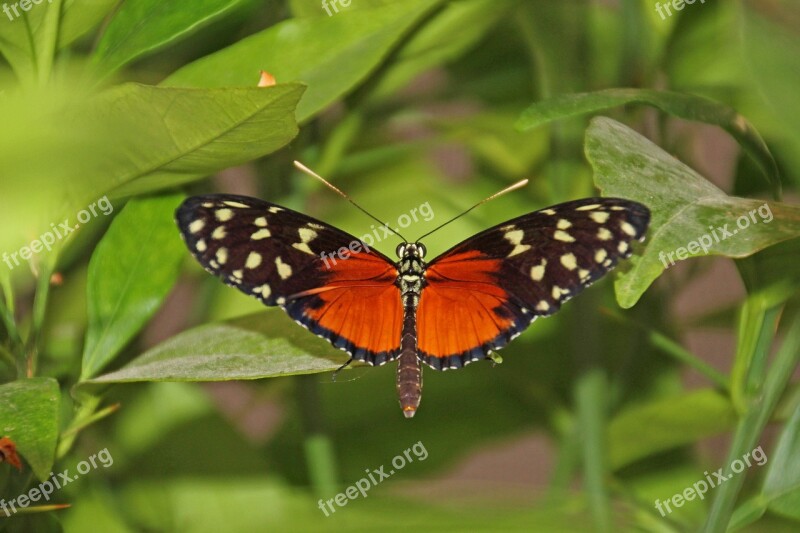 Butterfly Wing Animal Flight Insect Insect