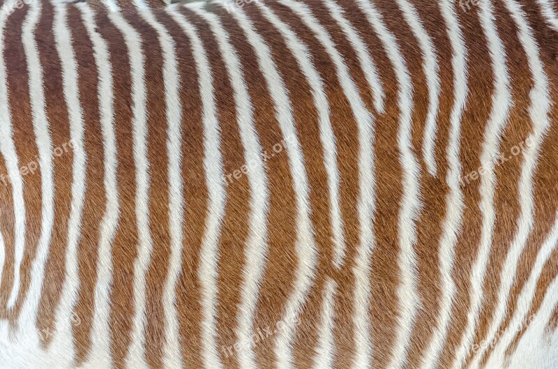 Skin Zebra Striped White Brown