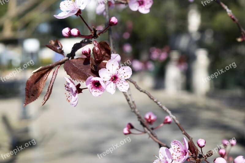 Fiori Di Pesco Spring Nature Rosa Sky