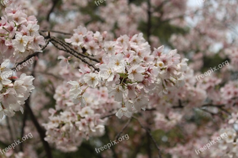 Cherry Blossom Tree Spring Flower Free Photos