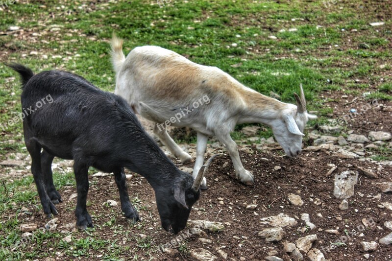 Goat Animal Horn Mammal Farm