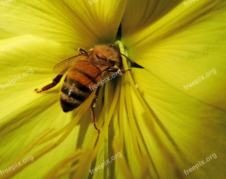 Bee Insect Flower Pollen Evening Primrose