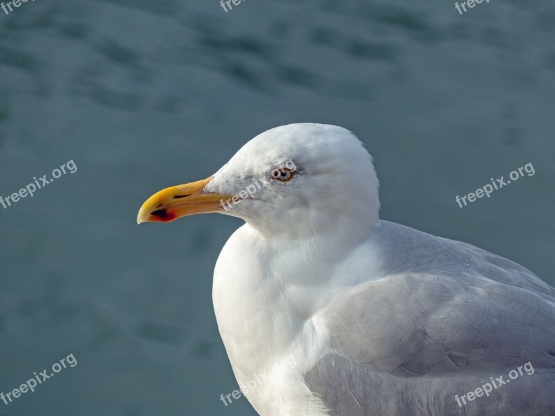 Seagull Bird Sea Flying Nature