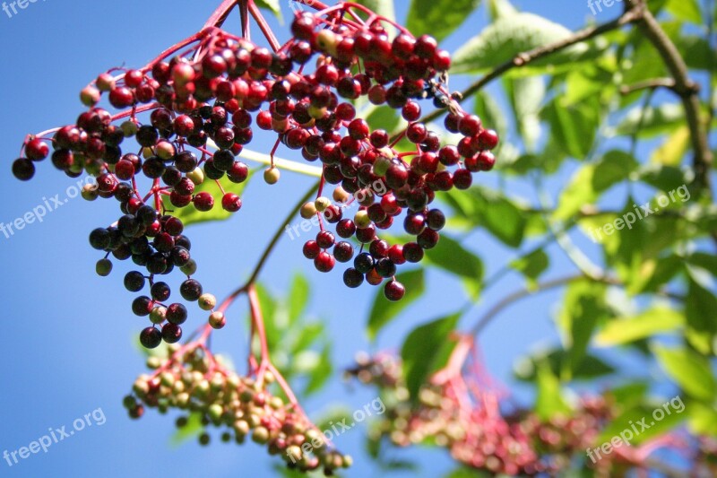 Elder Wild Plant Holder Bush Cure Holler