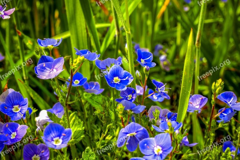 Germander Speedwell Wild Plant Grassland Plants Naturopathy Medicinal Plant