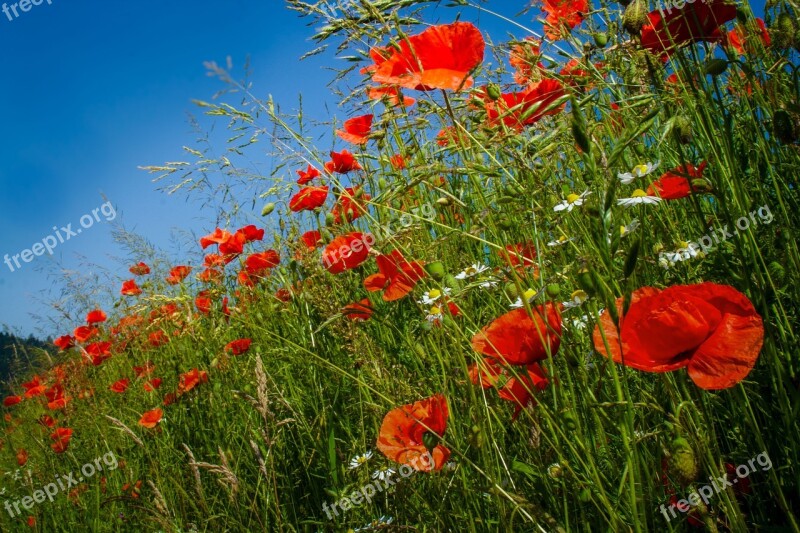 Poppies Wild Flower Poppy Summer Plant