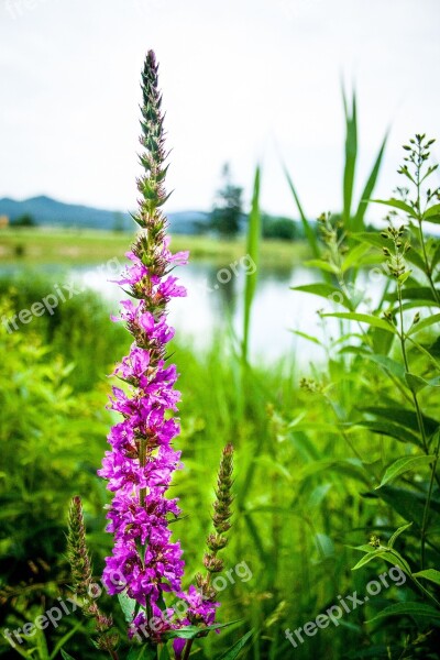 Loosestrife Blossom Bloom Purple Nature