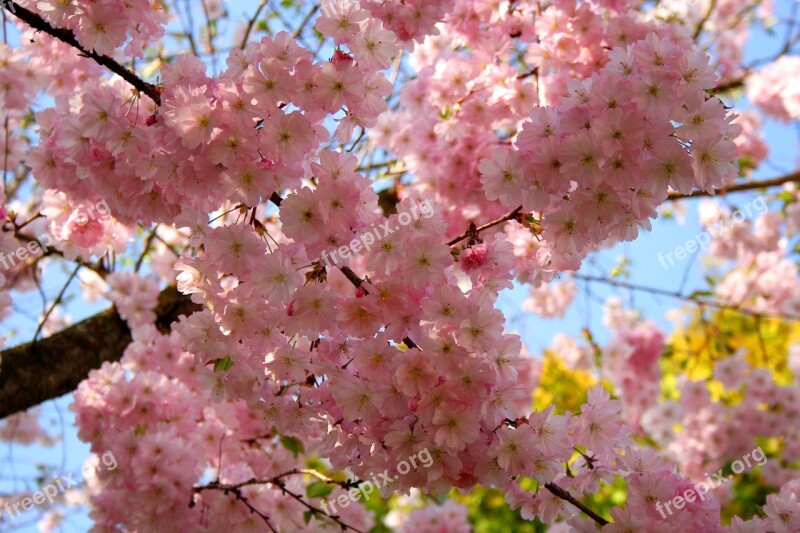 Cherry Blossom Ornamental Cherry Cherry Tree Flowering Twig Pink