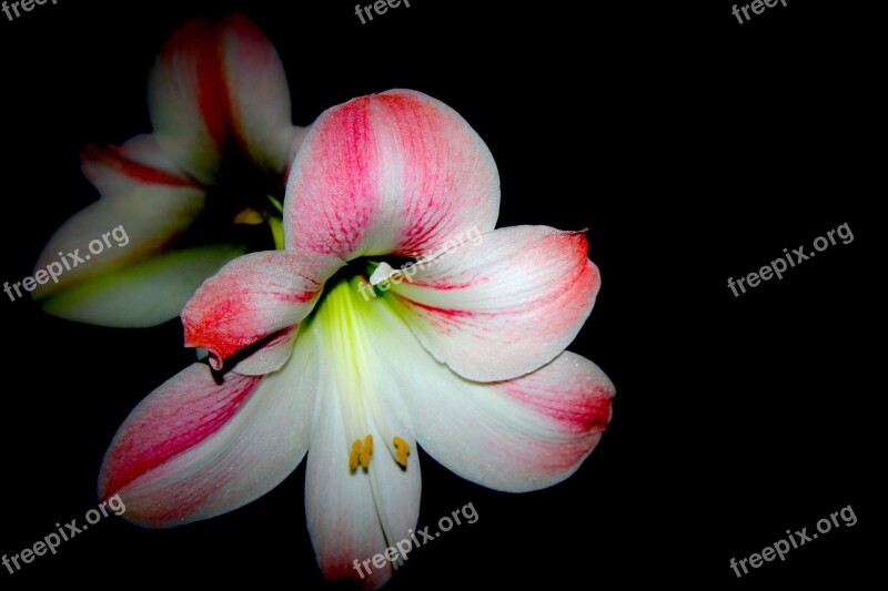 Flower Amaryllis Blossom Bloom Close Up