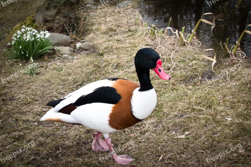 Duck Animal Water Bird Animal World Plumage