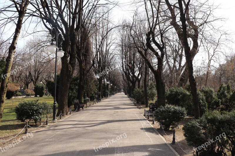 Park Bucharest Ro Romania Trees