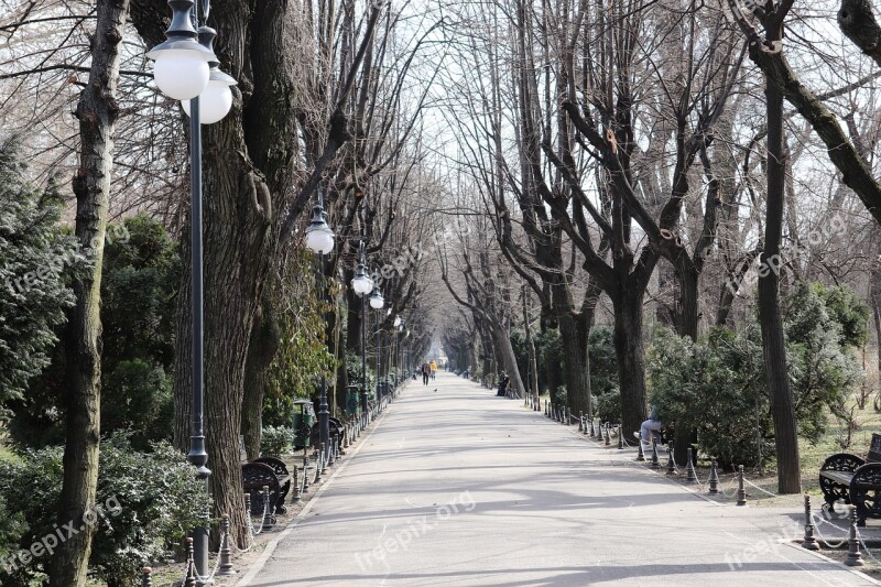 Park Bucharest Ro Romania Trees