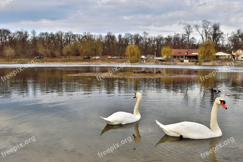 Swan Romania Lake Water Arad