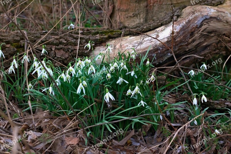 Forest Spring Snowdrop Natural Flower