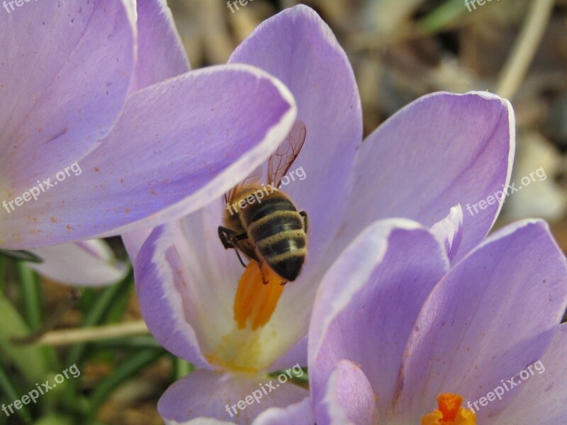 Bee Pollens Spring Flowers Free Photos