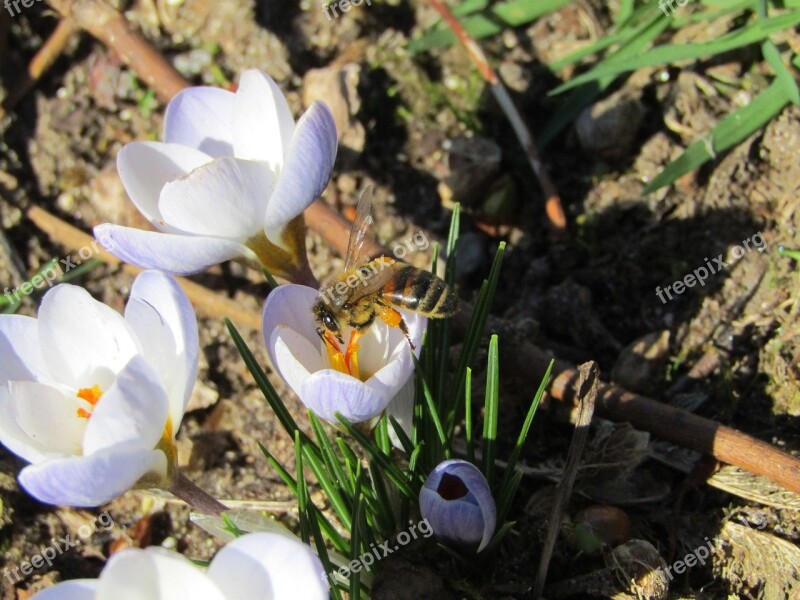 Bee Pollens Spring Flowers Free Photos