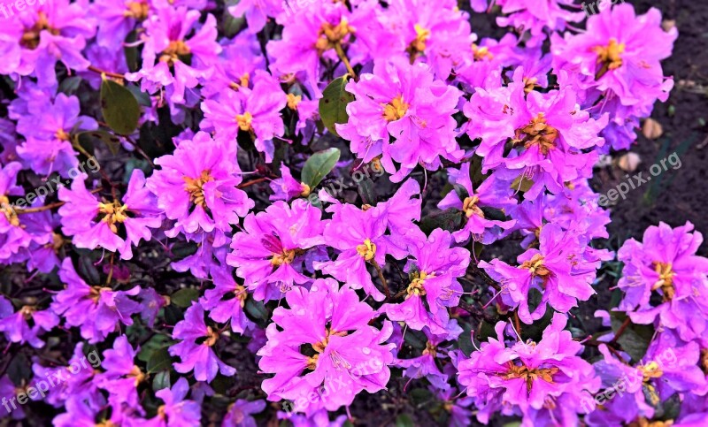 Flowers Azalea Spring Early Bloomer Pink