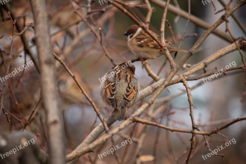 Sparrow Bird Nature Animal Urban Birds