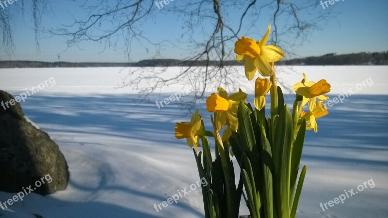 Narcissus Easter Snow Yellow Free Photos