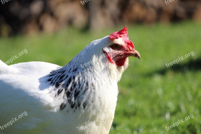 Hen Sussex Hen Nature Pen Poultry