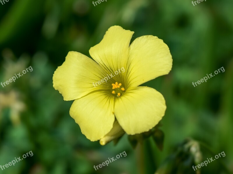 Wildflower Flower Yellow Nature Flora