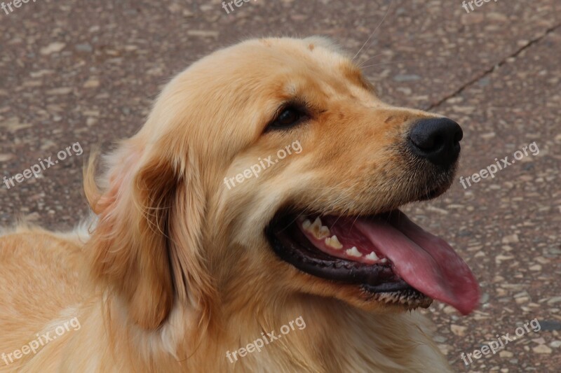 Dog Labrador Golden Retrivier Pet Animal