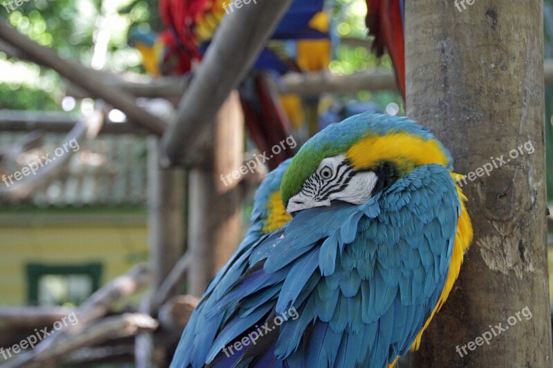 Parrot Colorful Bird Plumage Exotic