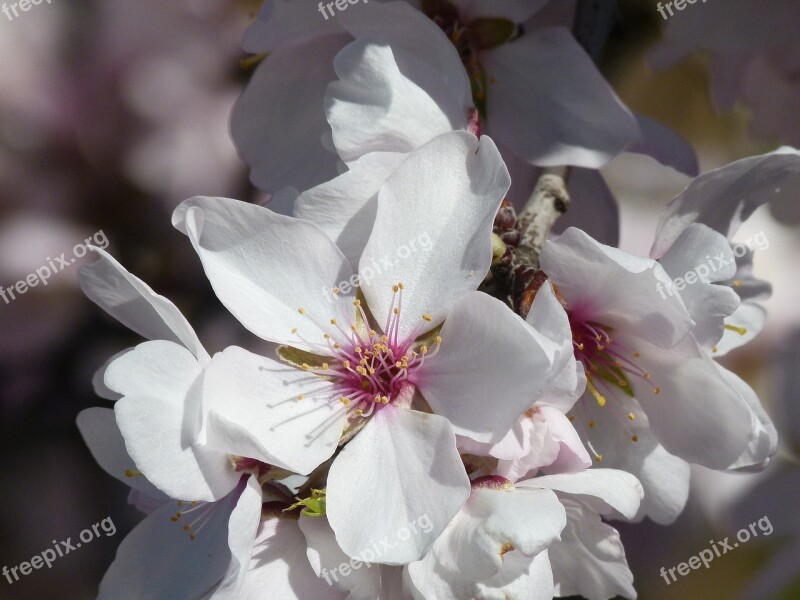 Flower Spring Almond Tree Almond Flower Free Photos