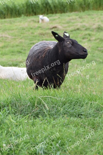 White Sheep Wool Animal Mammal