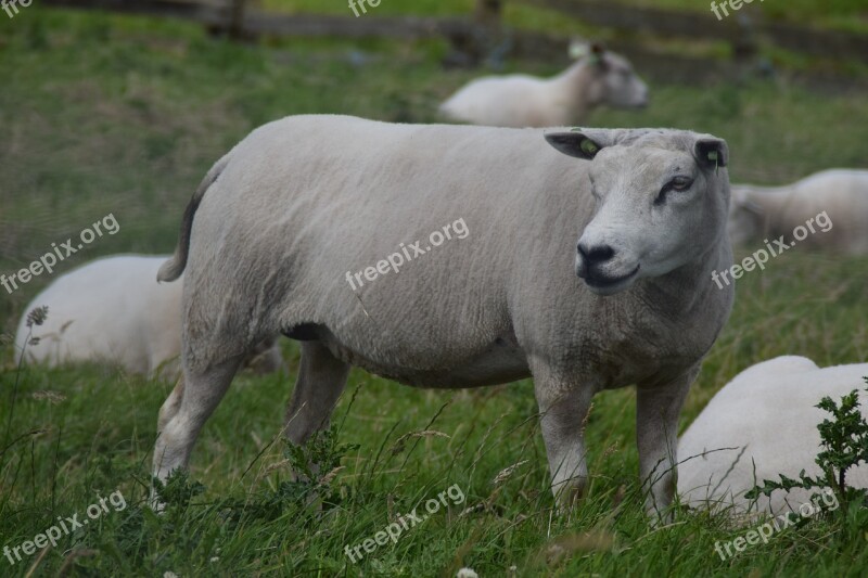 White Sheep Wool Animal Mammal