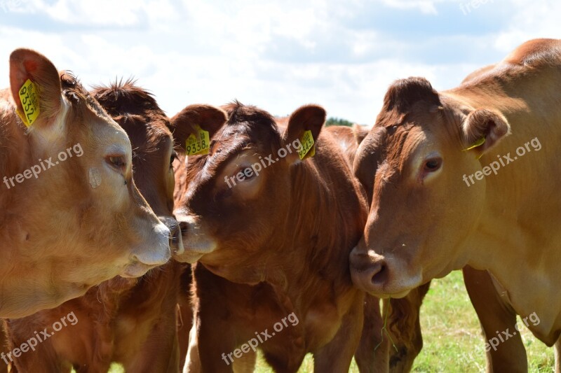 Cow Cows Cattle Meadow Animal