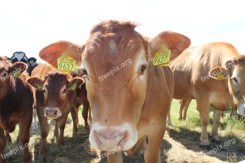 Cow Whey Cows Grass Pasture