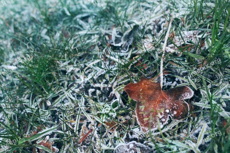 Frozen Grass Frozen Grass Frost Leaf