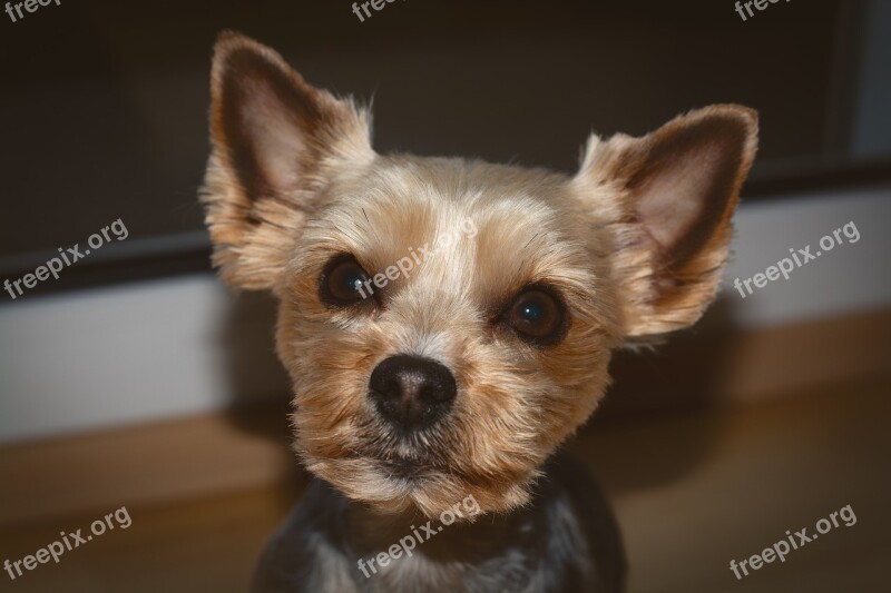 Dog Yorki Yorkshire Terrier Pet