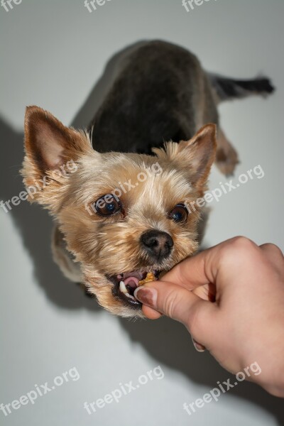 Dog Yorki Pet Small Sweet