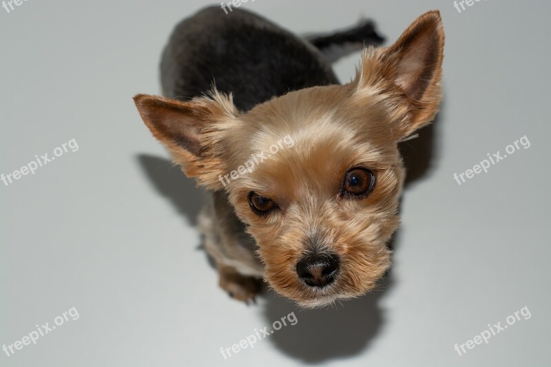 Dog Small Yorki Sweet Cute