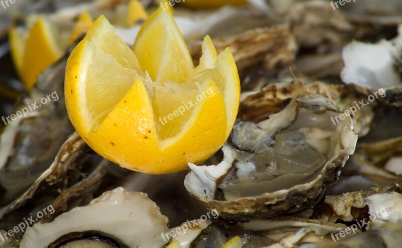 Lemon Oysters Shells Oyster Free Photos