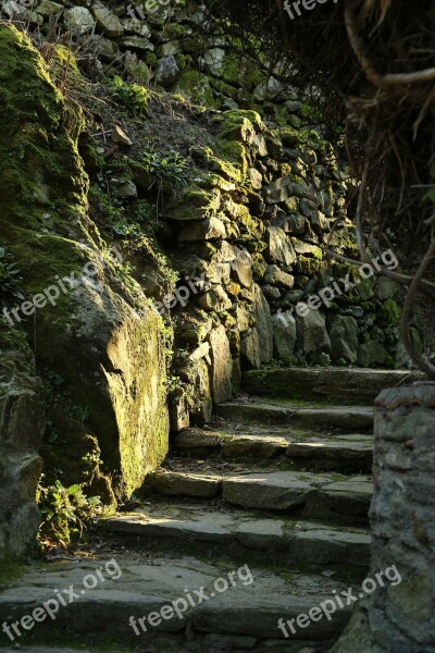 Woods Forest Stone Stairs Mossy Stairs Moss