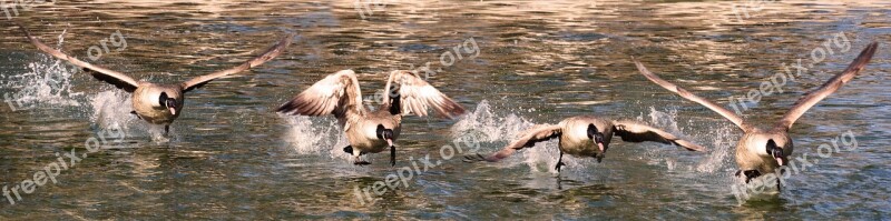 Animal World Bird Goose Water Bird Flying