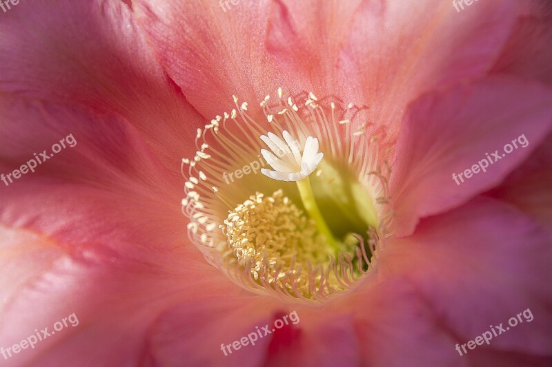 Cactus Echinopsis Cactaceae Plant Prickly