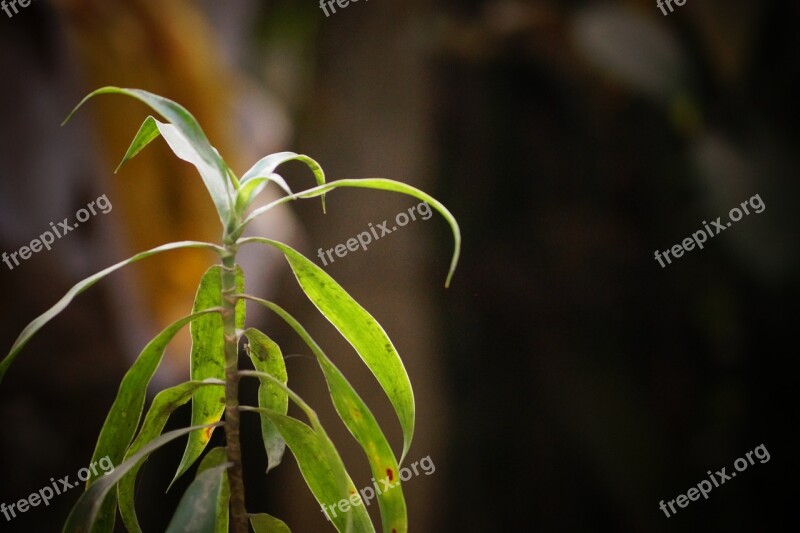 Leaves Random Nature Creative Plant