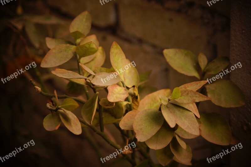 Leaves Natural Nature Leaf Forest