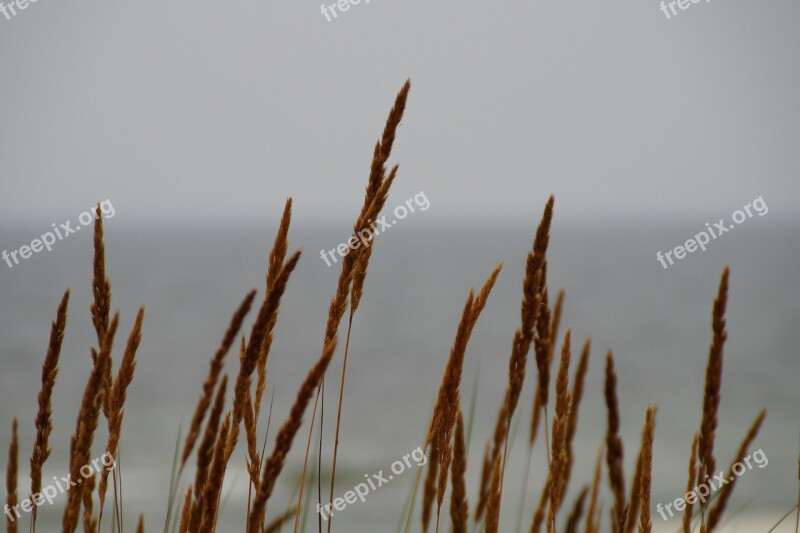 Grasses Wind Nature Baltic Sea Water