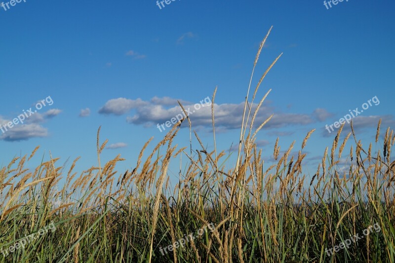 Grasses Beach Nature Baltic Sea Sky