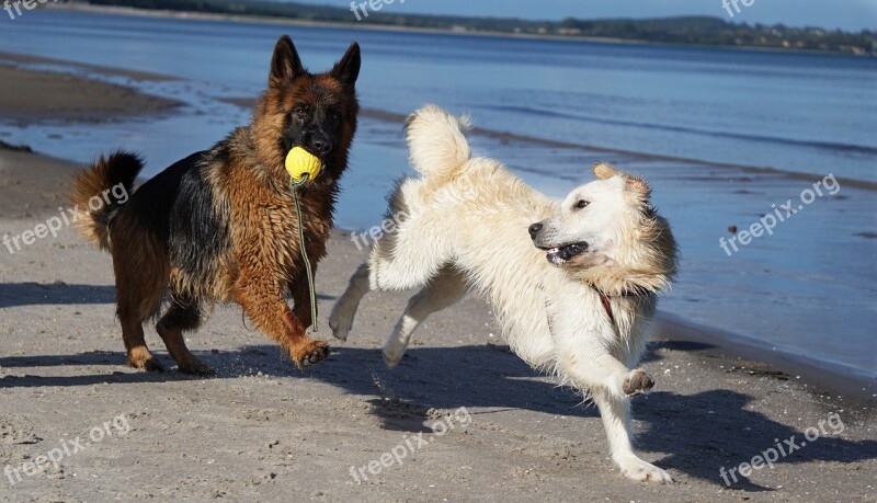 Dog Schäfer Dog Golden Retriever Beach Play