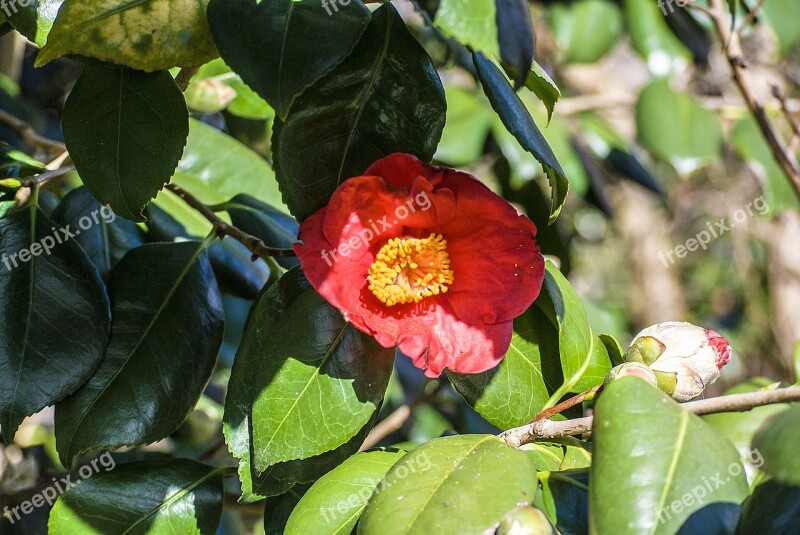 Flower Red Blossom Bloom Poppy