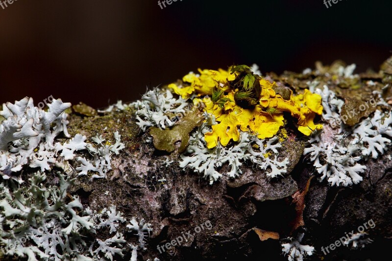 Forest Lichen Close Up Bark Green