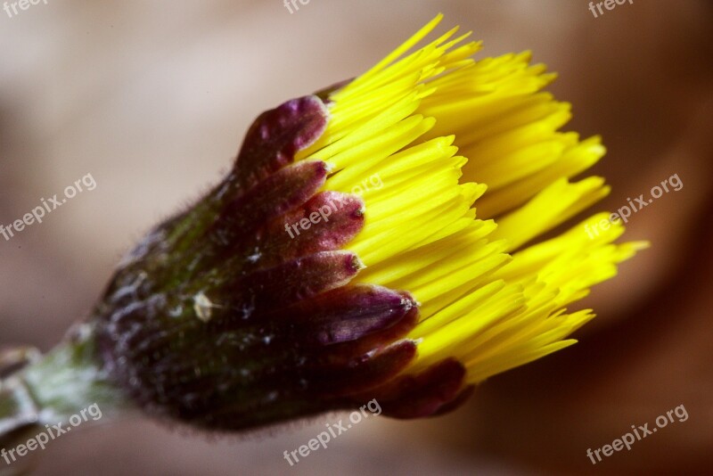 Tussilago Farfara Blossom Bloom Forest Yellow