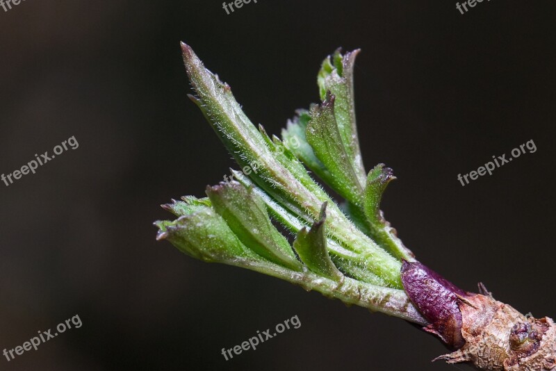 Leaf Spring Green Leaves Close Up